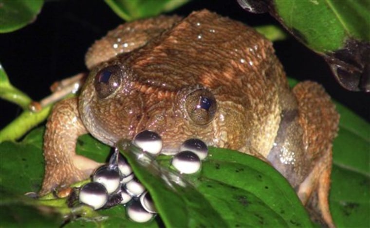 In this July 2010 photo released by Systematics Lab, Delhi University, a jog night frog sits in the forests of the Western Ghats in Karnataka, India. A team of Indian scientists have discovered 12 new frog species, plus another three thought to have been extinct. The jog night frog is unique in that both the males and females watch over the eggs. (AP Photo/ Systematics Lab, Delhi University, Sathyabhama Das Biju) EDITORIAL USE ONLY